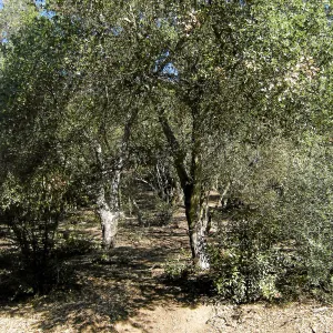 Brush along Mission Canyon Road