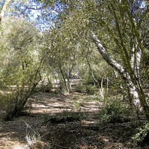 Brush along Mission Canyon Road