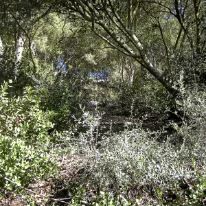 Brush along Mission Canyon Road