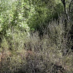 Brush along Mission Canyon Road