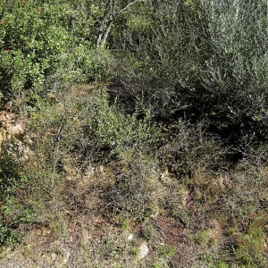 Brush along Mission Canyon Road