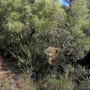 Brush along Mission Canyon Road