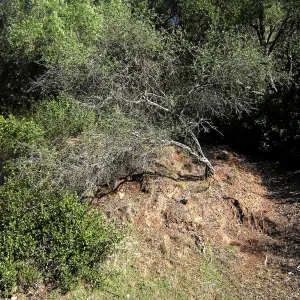 Brush along Mission Canyon Road