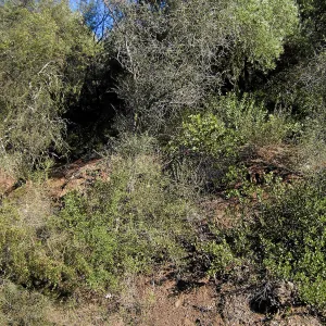 Brush along Mission Canyon Road