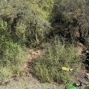 Brush along Mission Canyon Road