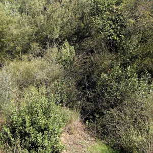 Brush along Mission Canyon Road
