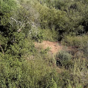 Brush along Mission Canyon Road