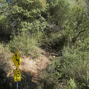 Brush along Mission Canyon Road