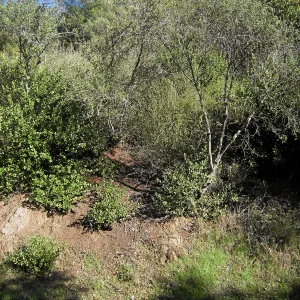 Brush along Mission Canyon Road