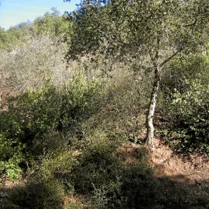 Brush along Mission Canyon Road
