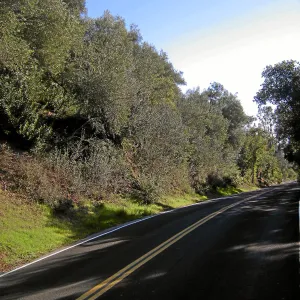 Brush along Mission Canyon Road
