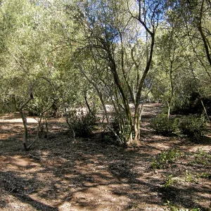 Brush along Mission Canyon Road