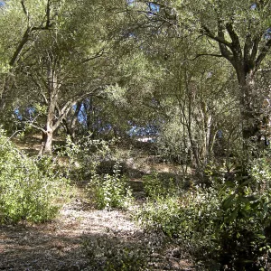 Brush along Mission Canyon Road