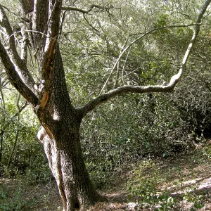 Brush along Mission Canyon Road
