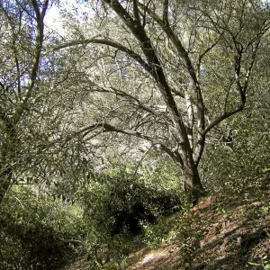 Brush along Mission Canyon Road