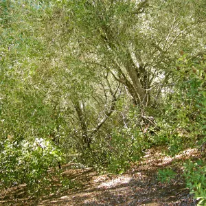 Brush along Mission Canyon Road