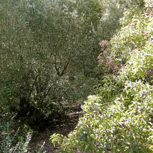 Brush along Mission Canyon Road