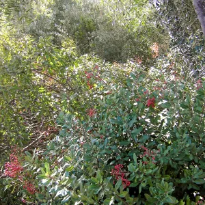 Brush along Mission Canyon Road