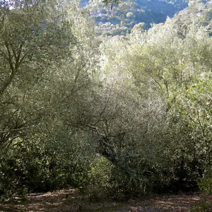 Brush along Mission Canyon Road