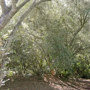 Brush along Mission Canyon Road