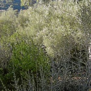 Brush along Mission Canyon Road