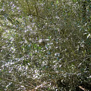 Brush along Mission Canyon Road