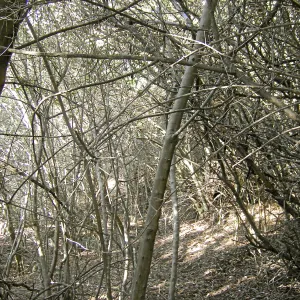 Brush along Mission Canyon Road