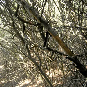 Brush along Mission Canyon Road