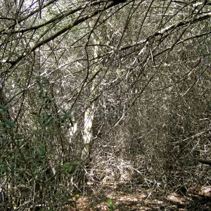 Brush along Mission Canyon Road