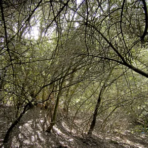 Brush along Mission Canyon Road