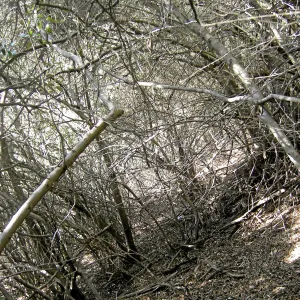 Brush along Mission Canyon Road