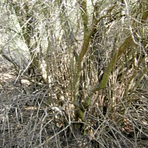 Brush along Mission Canyon Road