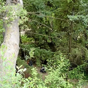 Fog dripline in the Redwood section