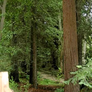 Fog dripline in the Redwood section
