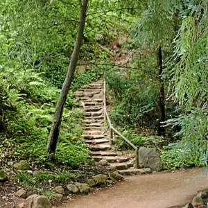 Fog dripline in the Redwood section, showing the Indian Steps