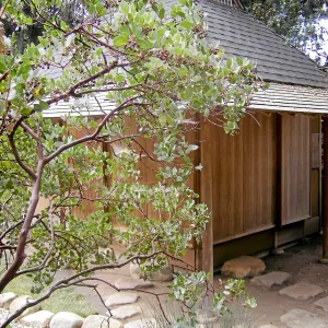 Arctostaphylos glauca x glandulosa and Teahouse