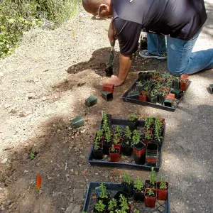Cate School people planting at Hayhill, Toro Canyon