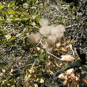 Clematis seedhead, Hayhill, Toro canyon