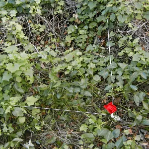 Cape Ivy, edge of plot, site 1, Hayhill
