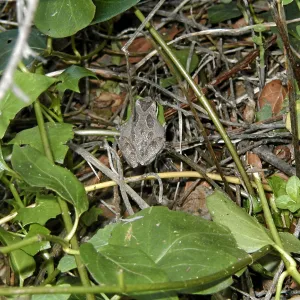 Frog in Vinca, Hayhill