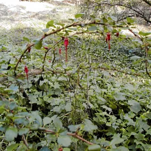 Gooseberry in cape weed,Hayhill, Toro Canyon
