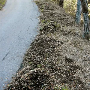 Road edge before planting, Hayhill, Toro canyon