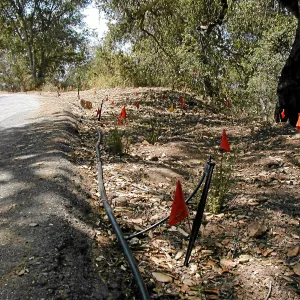 Roadside planting, Hayhill, Toro Canyon