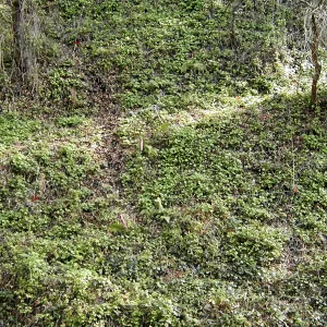 Capeweed to be removed, Hayhill, Toro canyon