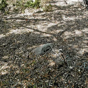 Site 5, weeded