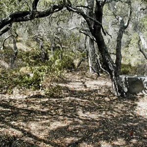 Site 5, weeded