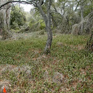 Hayhill, Toro Canyon, Fall