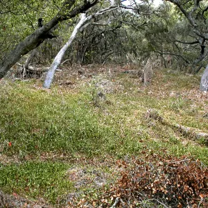 Hayhill, Toro Canyon, Fall