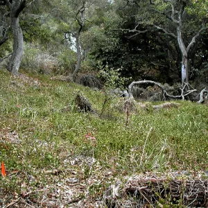 Hayhill, Toro Canyon, Fall