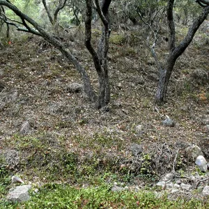 Hayhill, Toro Canyon, Fall